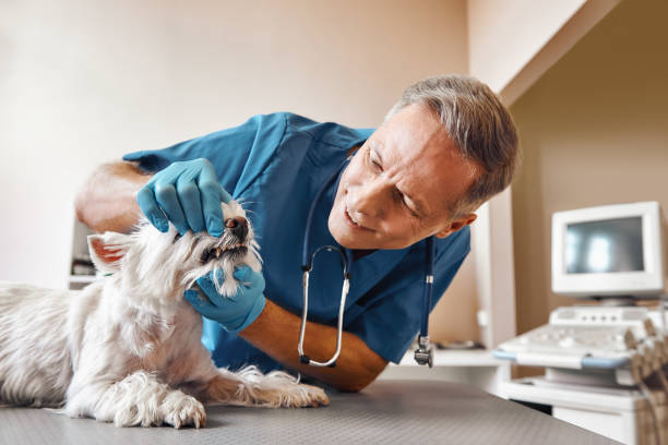 Best Emergency Dental Extractions in Swedeland, PA